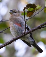 ������������ ������� (Pyrrhula pyrrhula cassinii)_3